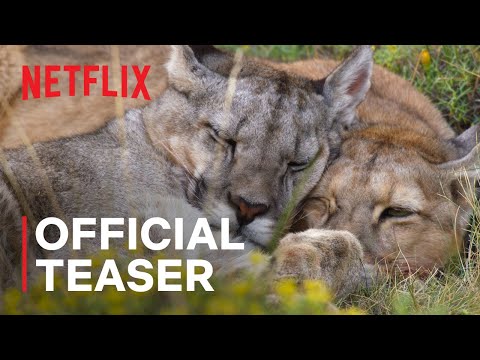 Our Planet II | Official Teaser | Netflix