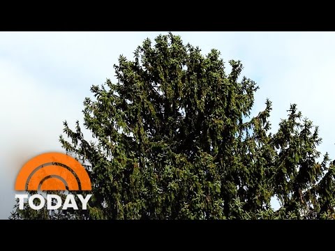 First Look At The 94-Foot Rockefeller Center Christmas Tree | TODAY