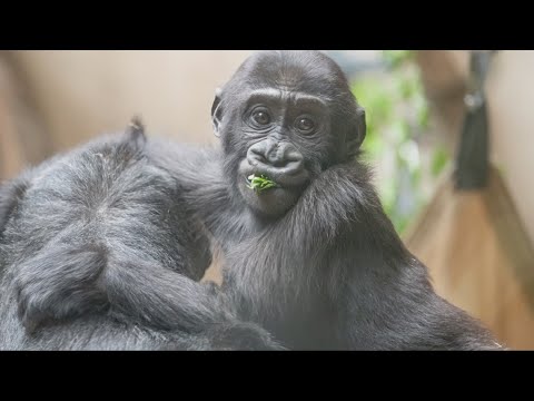 Cleveland Metroparks Zoo gorillas to be featured in Netflix livestream