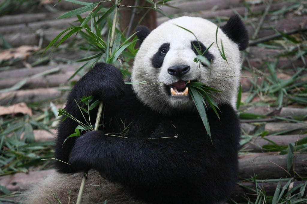 Panda gigante. Fuente: flickr. Autor: Chen Wu