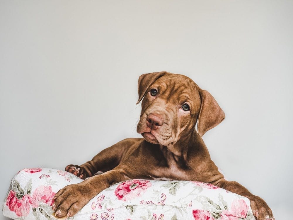 Cómo mejorar el descanso de los perros con una buena cama