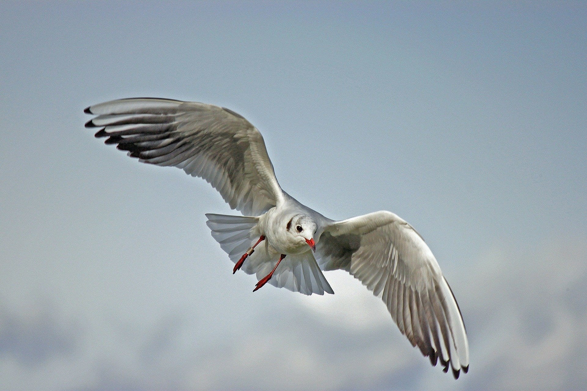 The Sea-gull, by Antón Chéjov