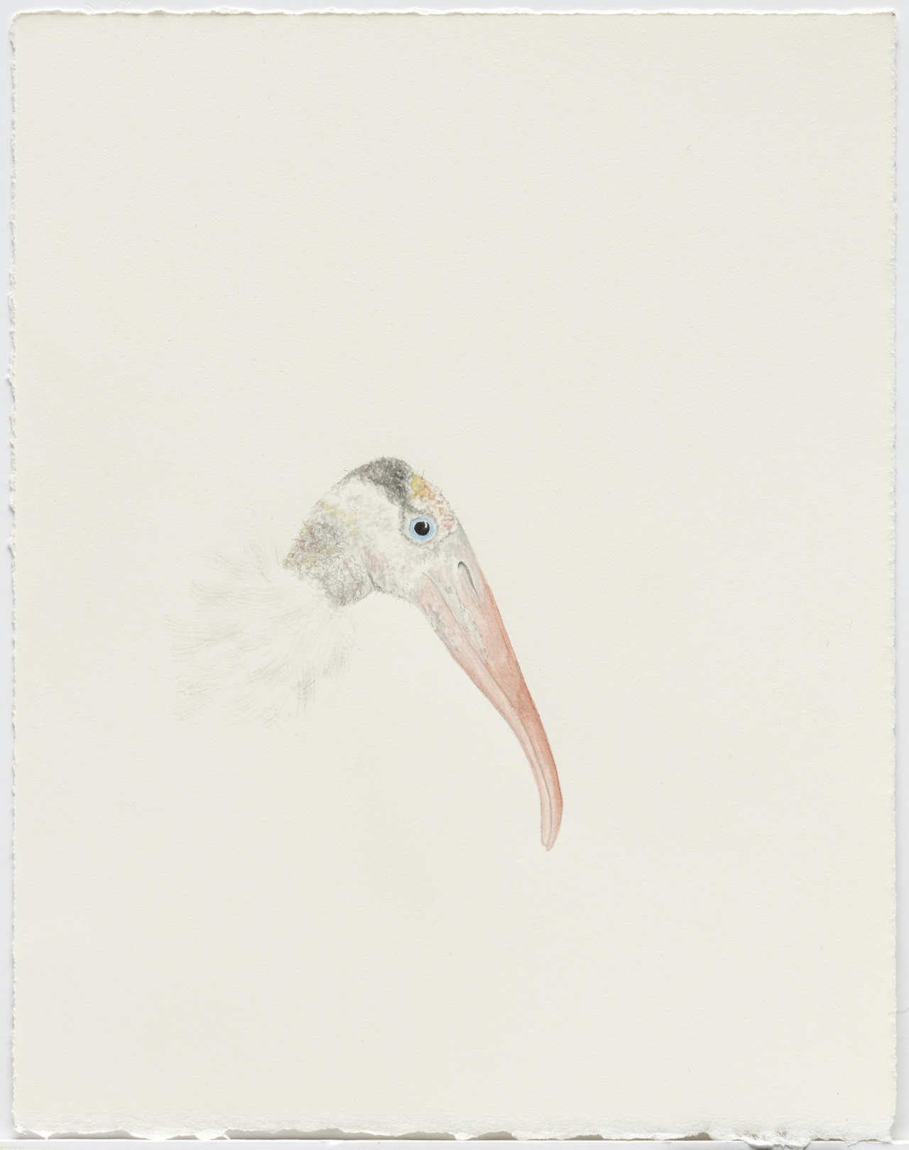 Cynthia Mulcahy, Wood Stork, Trinity River, Dallas from A Field Guide to Flora and Fauna of Southern Dallas public art project, 2018, watercolor, pencil and ink on Arches paper, 10.25 x 8 inches unframed, Photograph by Chad Redmon