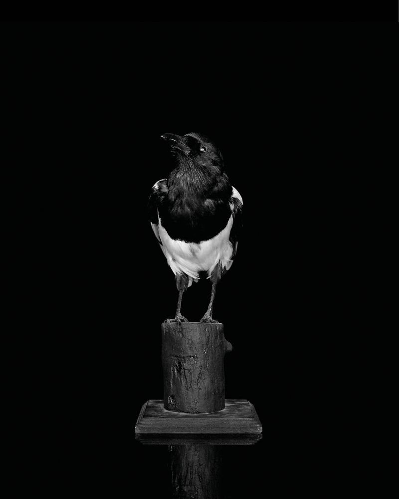Sarah Jones Magpie (Camera) (I) framed c-type print from black and white negative mounted on aluminium 60 x 48 cm 2021
