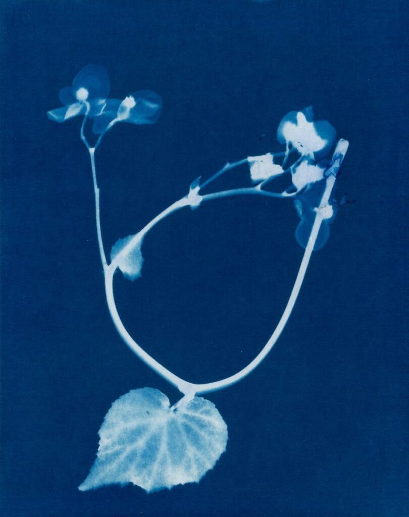 Janelle Lynch, Perennial Begonia, 2021, Unique cyanotype