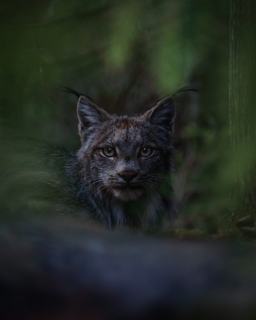 Alan Poelman Lynx Encounter 