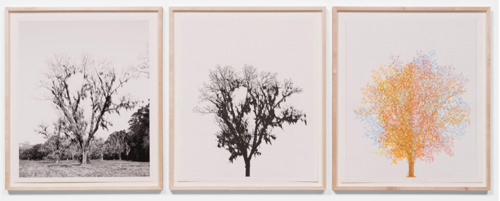 Charles Gaines Pecan Trees: Set 5